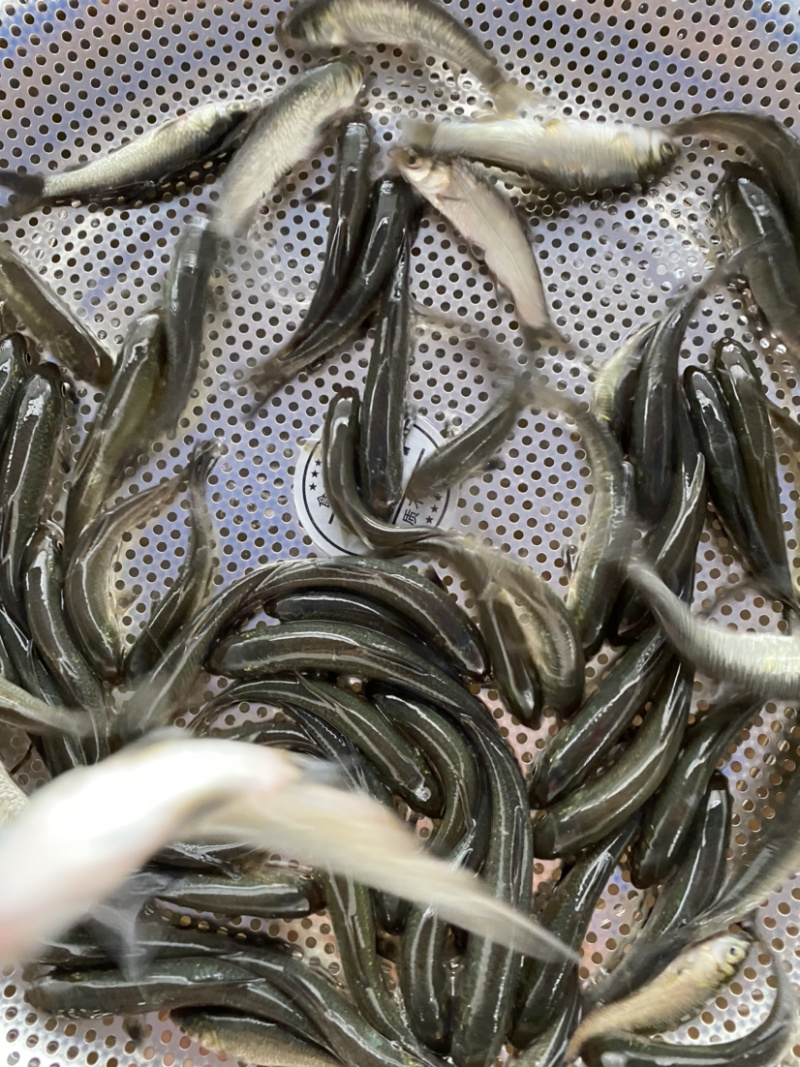 青草鱼苗淡水鱼苗青竹鲩鱼品种种类多选择