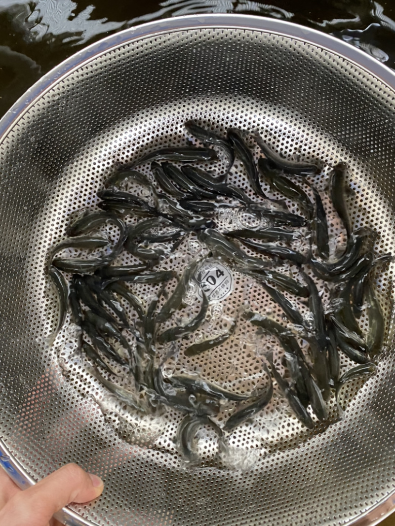 青草鱼苗淡水鱼苗青竹鲩鱼品种种类多选择