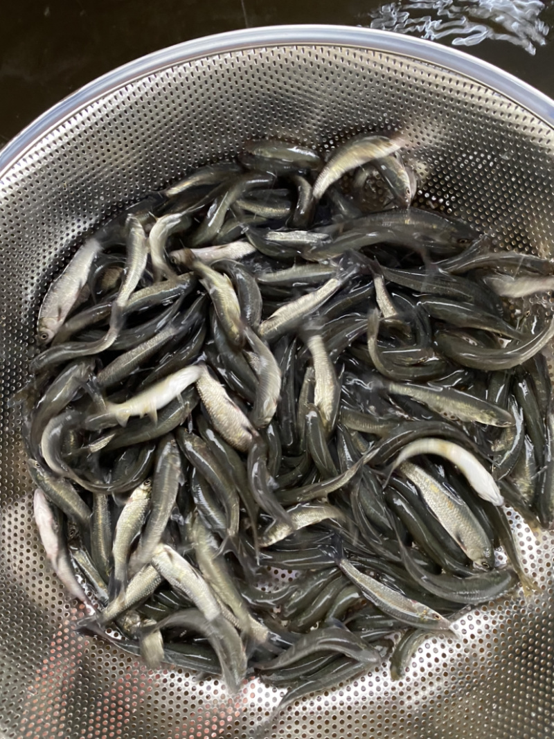 青草鱼苗淡水鱼苗青竹鲩鱼品种种类多选择