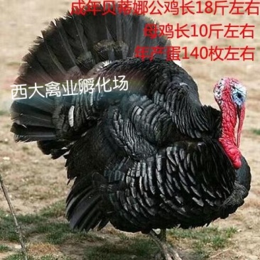 火鸡苗*贝蒂娜火鸡苗,繁殖力强,肉质好,营养价值高