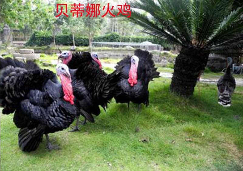 火鸡苗*贝蒂娜火鸡苗，繁殖力强，肉质好，营养价值高