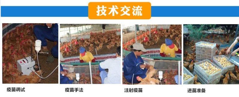 火鸡苗*贝蒂娜火鸡苗，繁殖力强，肉质好，营养价值高