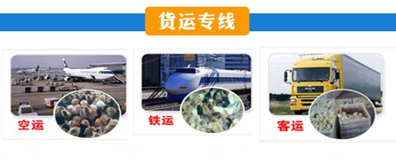 火鸡苗*贝蒂娜火鸡苗，繁殖力强，肉质好，营养价值高