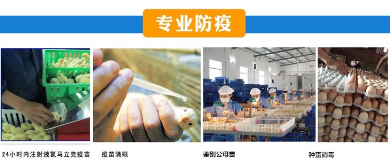 火鸡苗*贝蒂娜火鸡苗，繁殖力强，肉质好，营养价值高