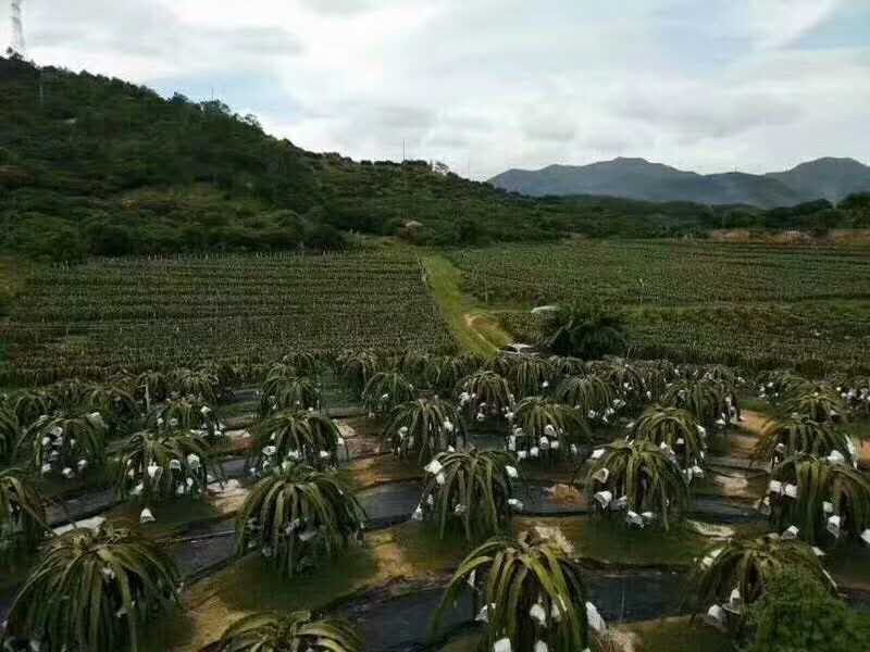 厂家直供纯原料防草布质优价廉使用寿命长防草效果好
