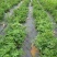 厂家直供纯原料防草布质优价廉使用寿命长防草效果好