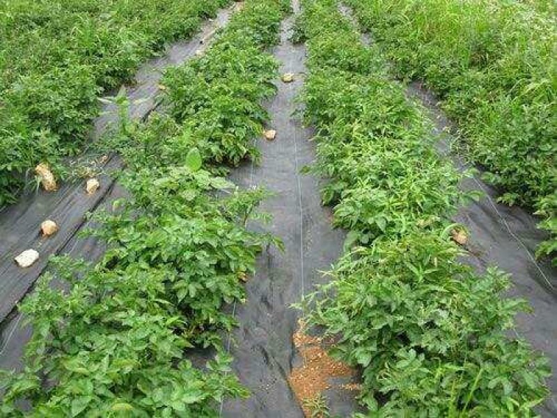 厂家直供纯原料防草布质优价廉使用寿命长防草效果好