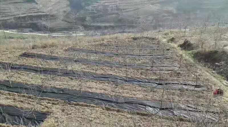 厂家直供纯原料防草布质优价廉使用寿命长防草效果好
