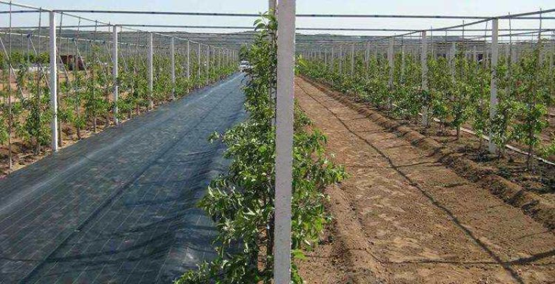 厂家直供纯原料防草布质优价廉使用寿命长防草效果好