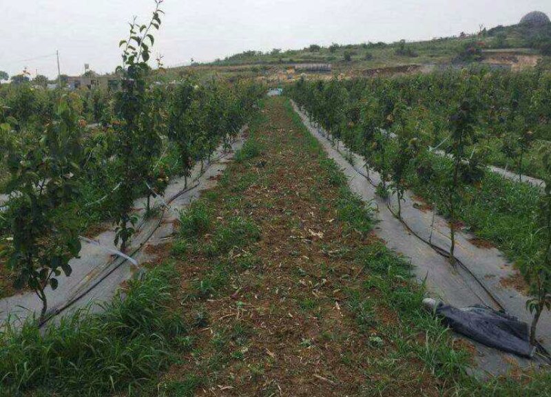厂家直供纯原料防草布质优价廉使用寿命长防草效果好