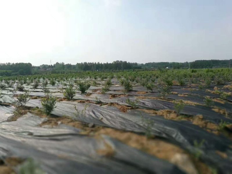 厂家直供纯原料防草布质优价廉使用寿命长防草效果好