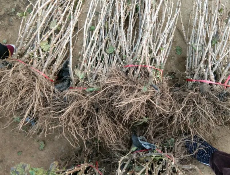 嘉宝果苗树葡萄苗当年结果