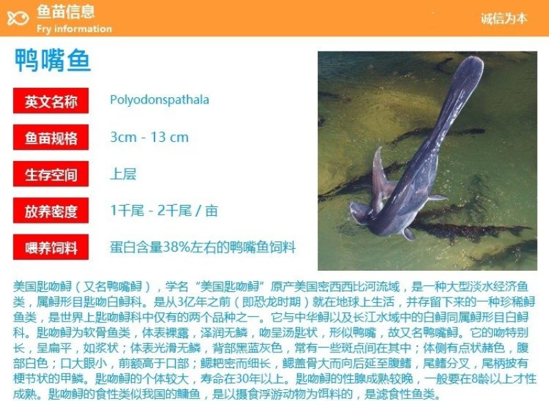 《全国发货》鸭嘴鱼苗匙吻鲟鱼苗成活率高