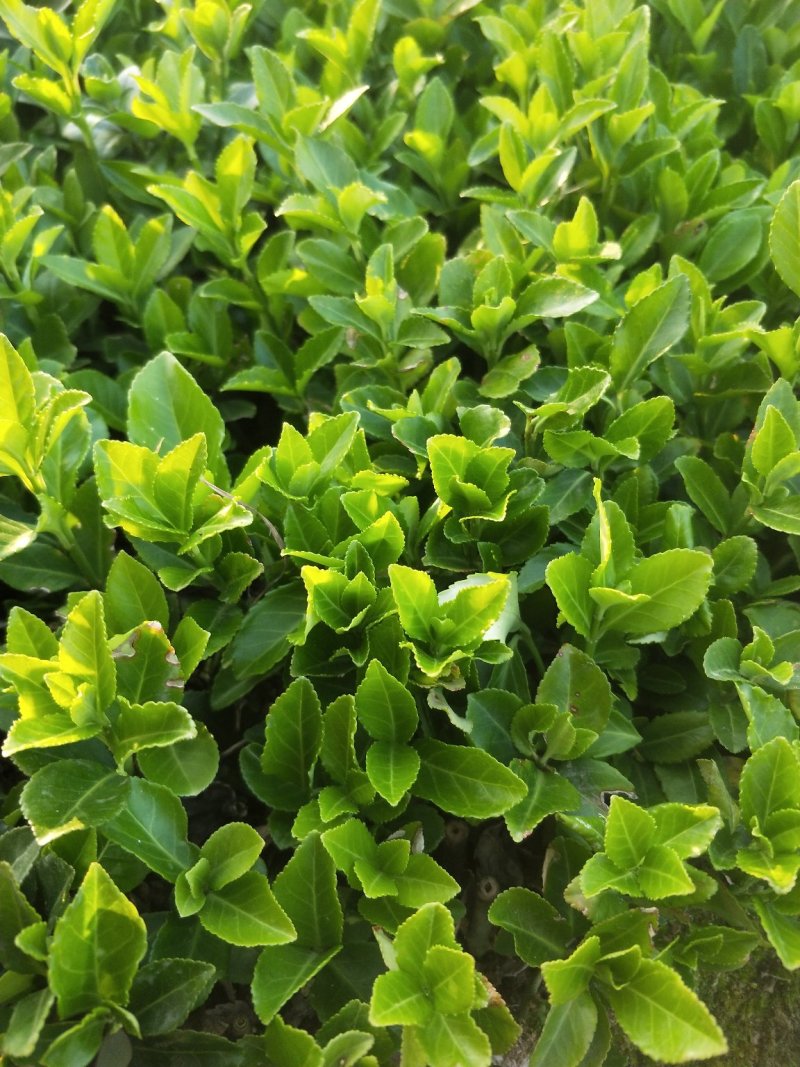 卫矛小苗