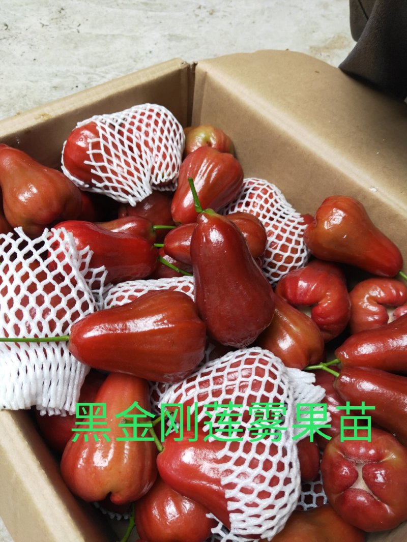 正宗台湾黑金刚莲雾果苗，嫁接小杯苗，圈枝中杯苗，布袋苗