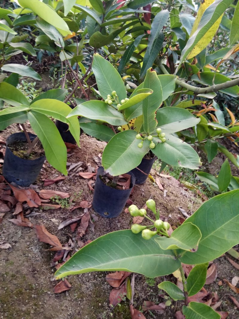 正宗台湾黑金刚莲雾果苗，嫁接小杯苗，圈枝中杯苗，布袋苗