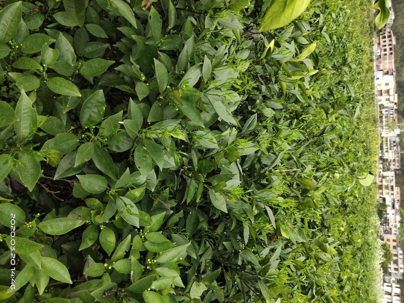 蜜香橙苗假一赔十自产自销当年挂果苗量大优惠
