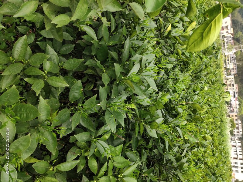 蜜香橙苗假一赔十自产自销当年挂果苗量大优惠