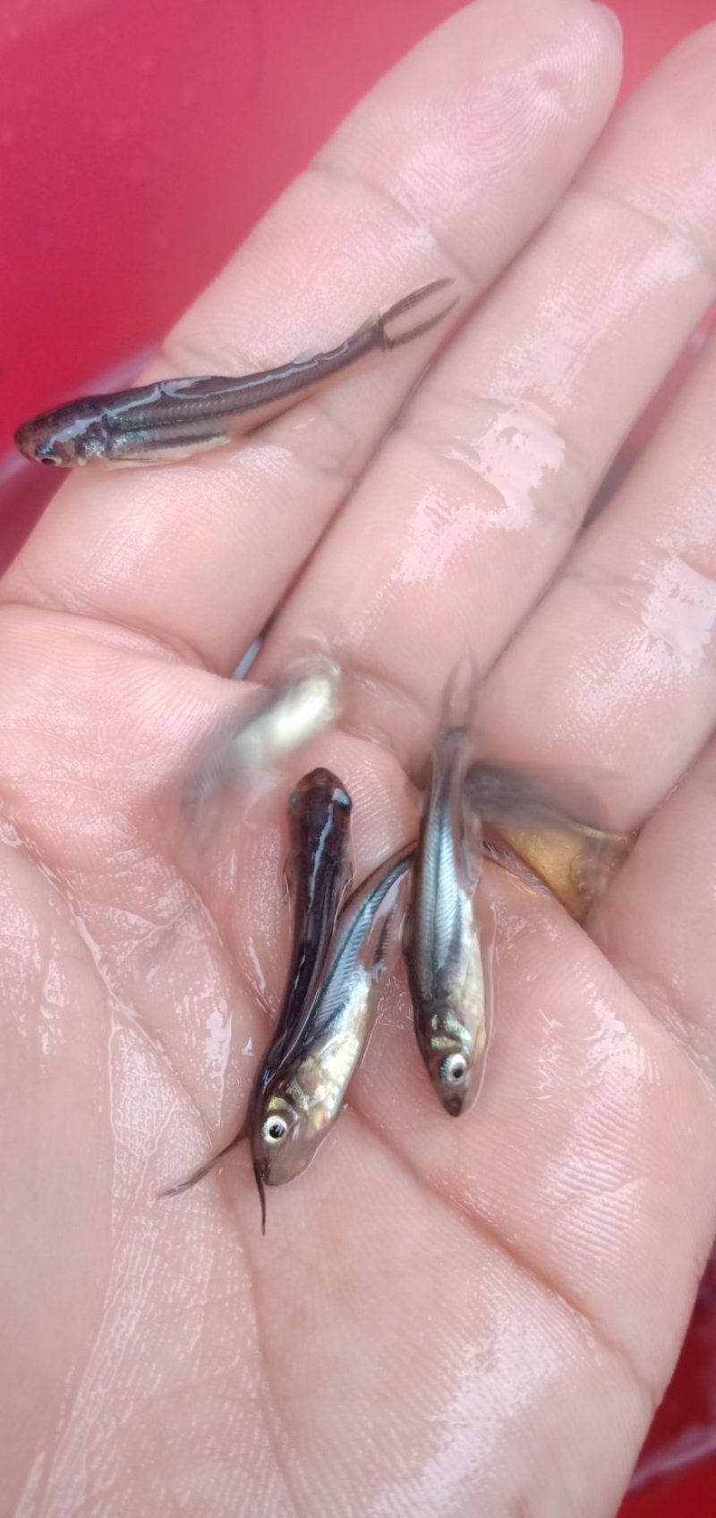 （全国供应）巴沙鱼苗规格齐全活体运输