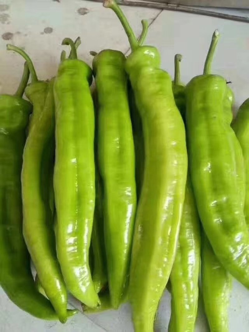 瑞克斯旺荷兰进口37～79，越冬，耐寒大果黄绿皮尖椒