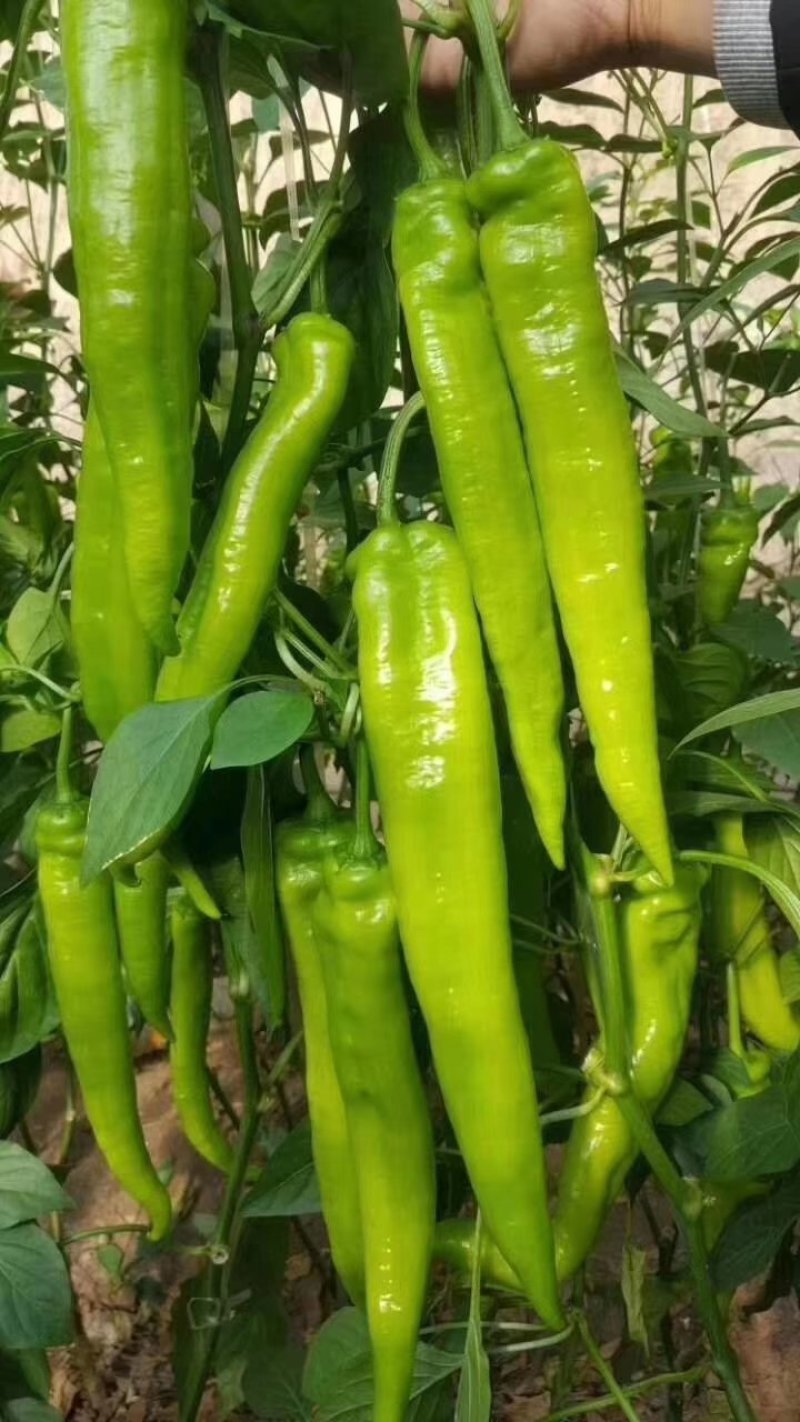 瑞克斯旺荷兰进口37～79，越冬，耐寒大果黄绿皮尖椒