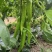 瑞克斯旺荷兰进口37～79，越冬，耐寒大果黄绿皮尖椒
