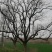 古柿子树，供十二至四十六公分自家种植的精品柿子树