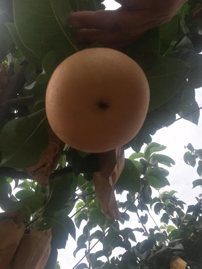 秋月梨代发，代加工，可以供货