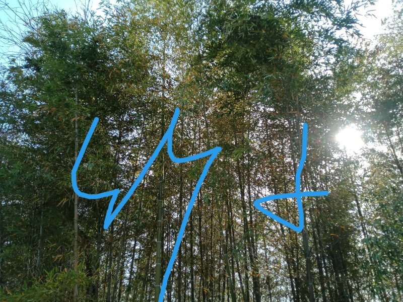 竹子刚竹雷竹慈竹石竹南天竹柴桑区清风园林常年供应规格的竹