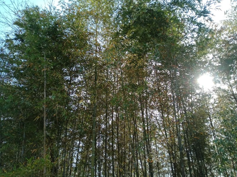 竹子刚竹雷竹慈竹石竹南天竹柴桑区清风园林常年供应规格的竹