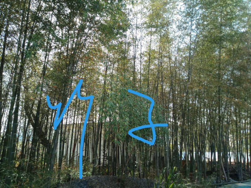 竹子刚竹雷竹慈竹石竹南天竹柴桑区清风园林常年供应规格的竹