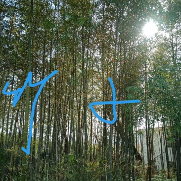 竹子刚竹雷竹慈竹石竹南天竹柴桑区清风园林常年供应规格的竹