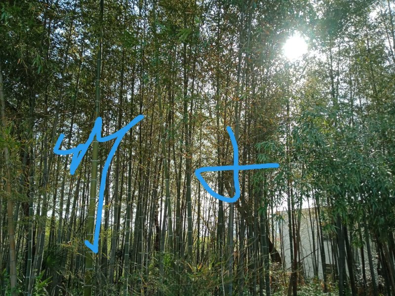 竹子刚竹雷竹慈竹石竹南天竹柴桑区清风园林常年供应规格的竹