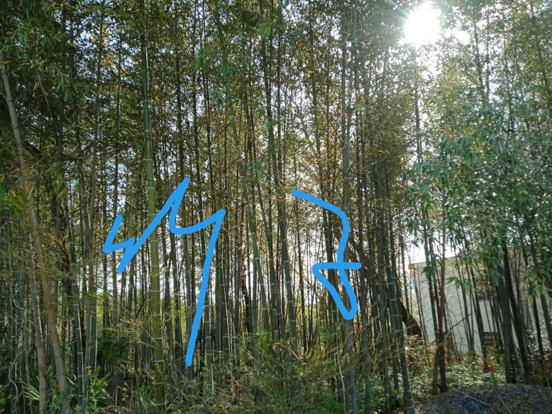 竹子刚竹雷竹慈竹石竹南天竹柴桑区清风园林常年供应规格的竹