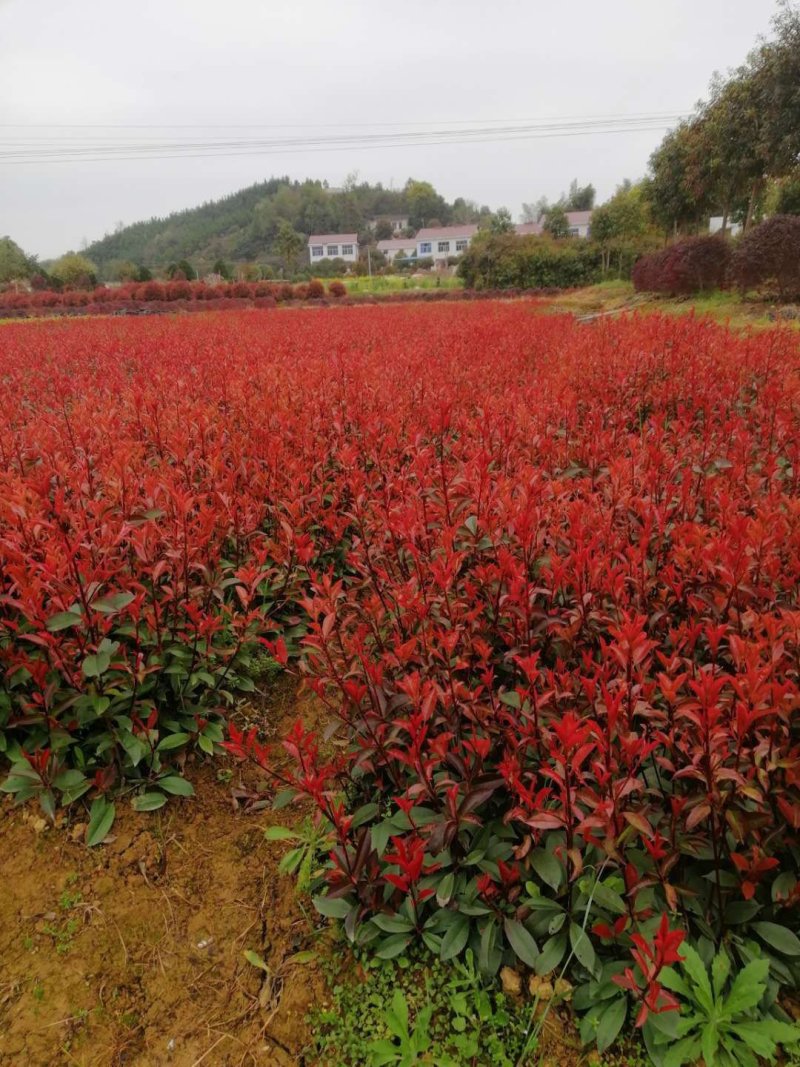 茶梅小苗茶梅色块苗园林工程苗绿化小苗