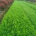 茶梅小苗茶梅色块苗园林工程苗绿化小苗