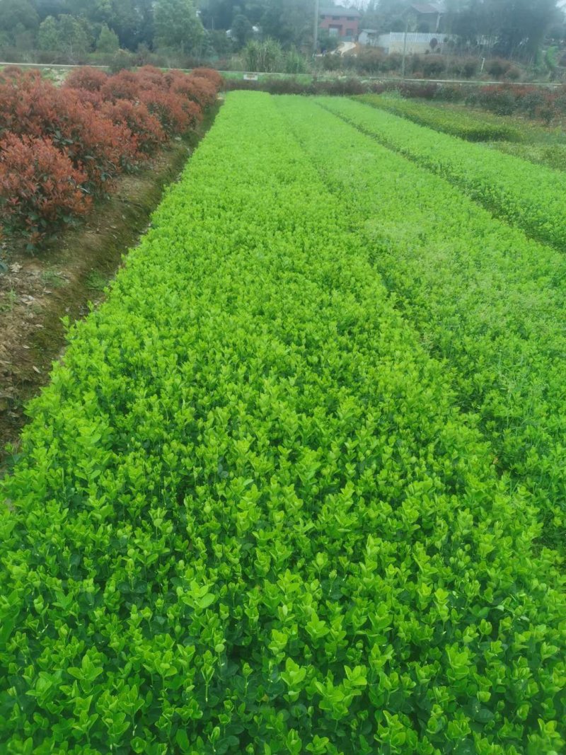 茶梅小苗茶梅色块苗园林工程苗绿化小苗