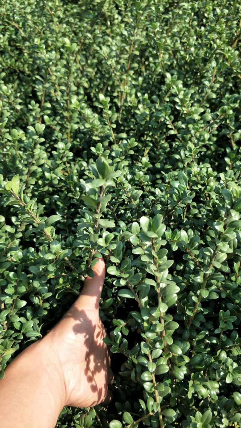茶梅小苗茶梅色块苗园林工程苗绿化小苗