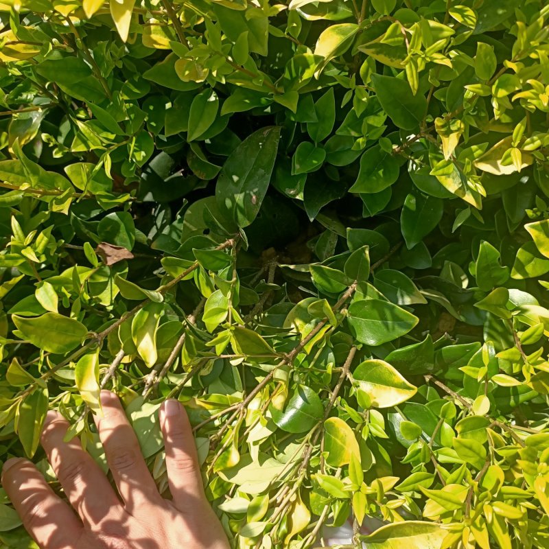 茶梅小苗茶梅色块苗园林工程苗绿化小苗