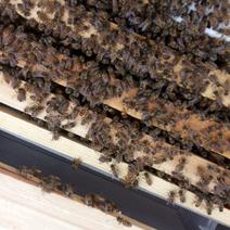 蜜蜂，中华蜂又称土蜂，因为没有脾的单位，所以一件就是一脾