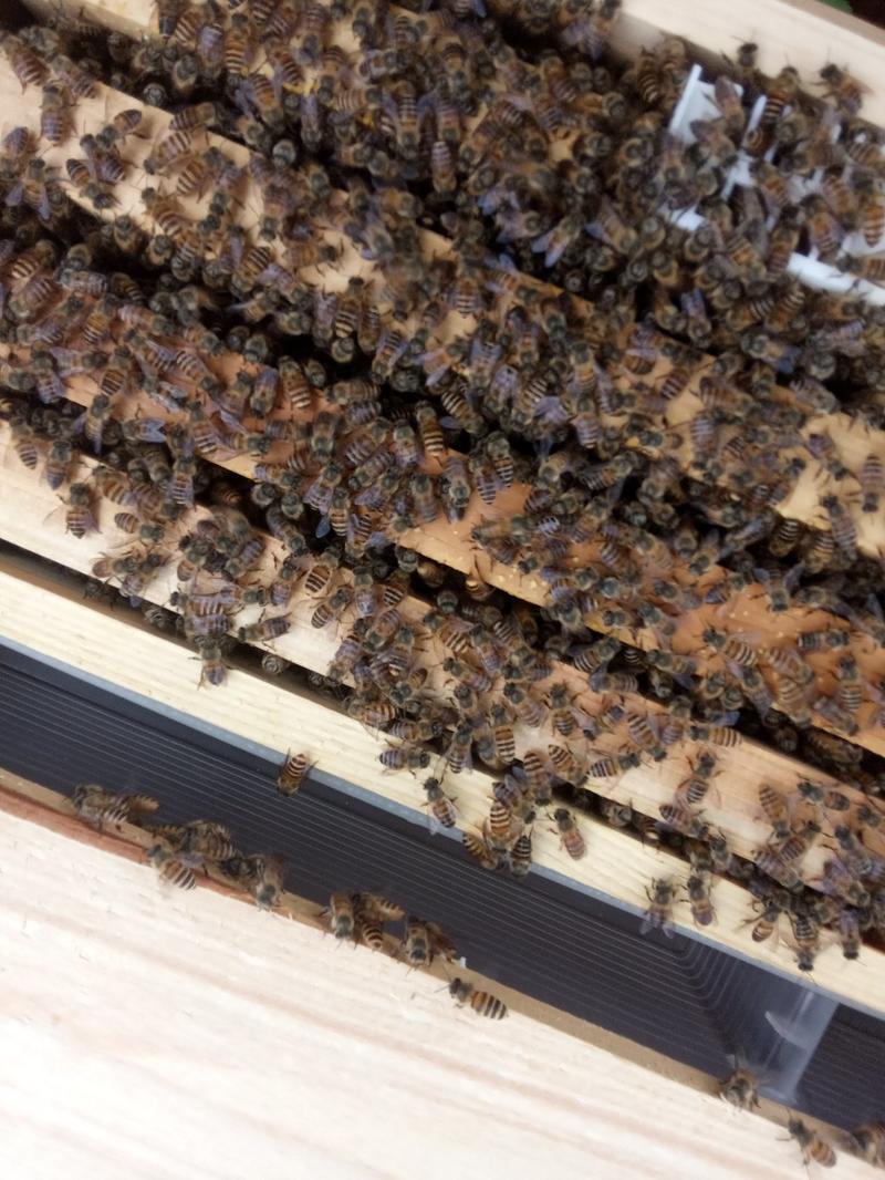 蜜蜂，中华蜂又称土蜂，因为没有脾的单位，所以一件就是一脾