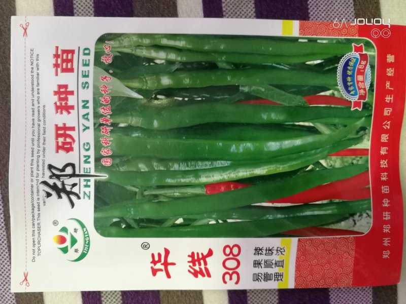 【精】郑研中线208辣椒种子，果长30厘米