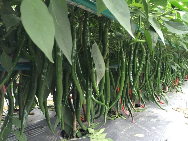 【精】苏润一椒郑研火凤凰华线308辣椒种子，中线208