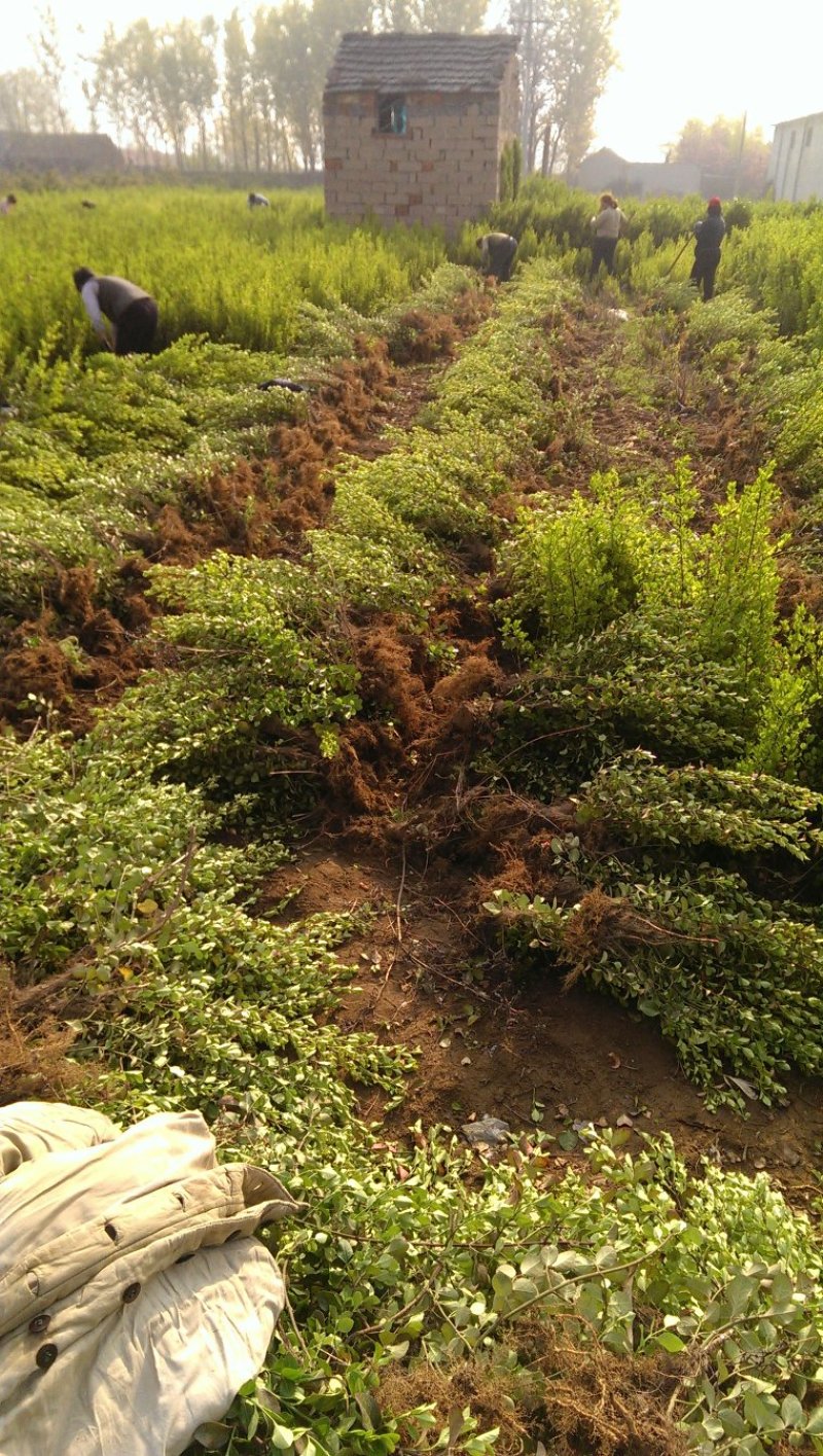 基地出售胶东卫矛苗高度40公分50公分直立卫矛苗