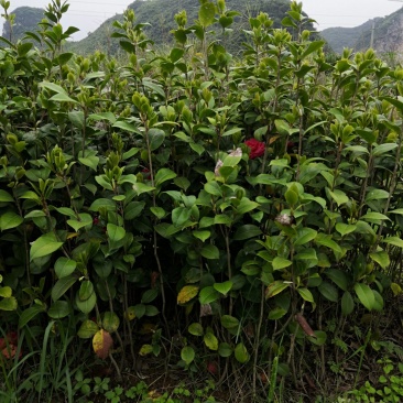 茶花苗，高1.5米以上，适合做花瓶，