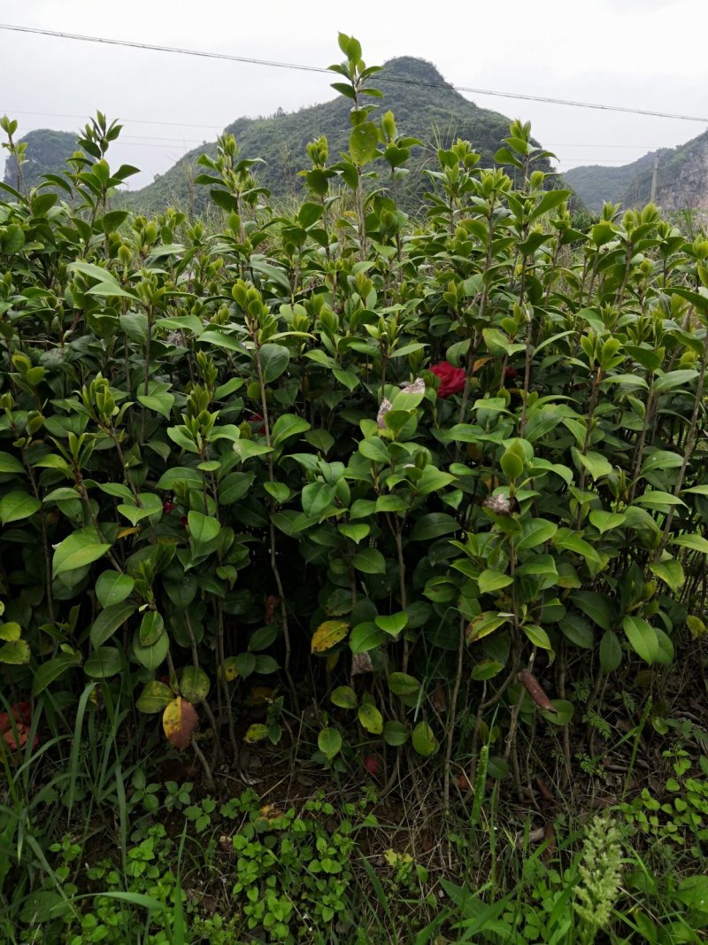 茶花苗，高1.5米以上，适合做花瓶，