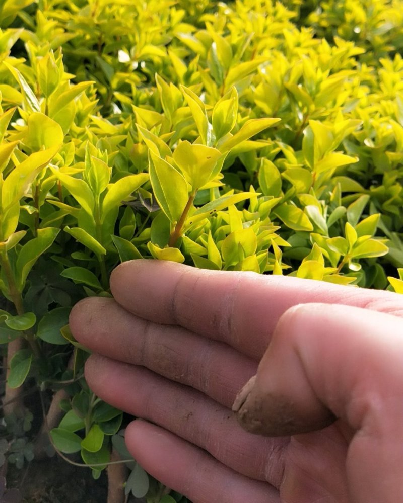 【精选】老兵苗圃自产自销金叶女贞大量现货供应