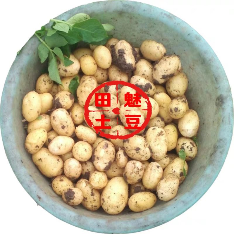 2026新鲜现发油炸烧烤炕小土豆专用迷你土豆各种大小大量