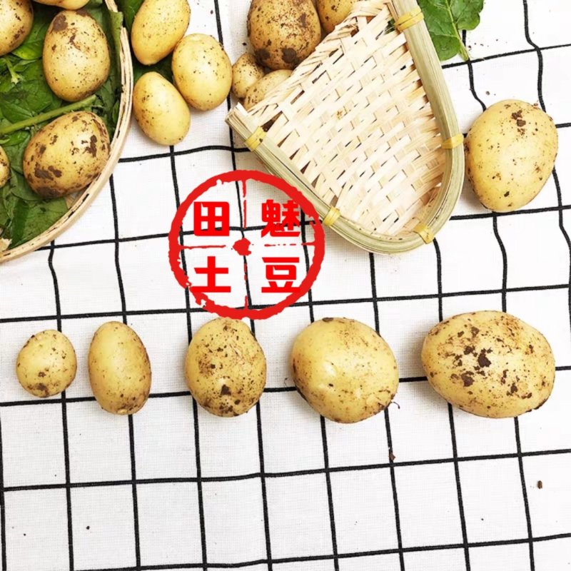 2026新鲜现发油炸烧烤炕小土豆专用迷你土豆各种大小大量