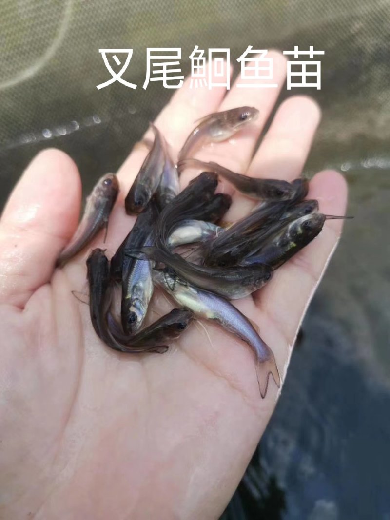 叉尾鮰鱼苗-基地直供-提供技术跟进-成活率高